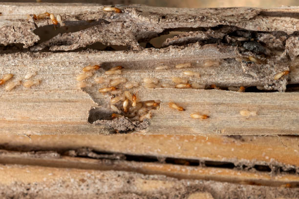 Best Pest Control for Homes  in Hartford, SD